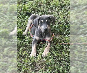 Labrador Retriever-Unknown Mix Dogs for adoption in San Antonio, TX, USA