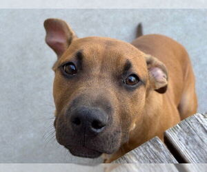 American Pit Bull Terrier Dogs for adoption in Tulsa, OK, USA