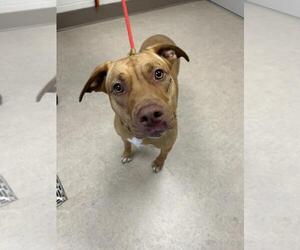 American Pit Bull Terrier-Unknown Mix Dogs for adoption in Saginaw, MI, USA