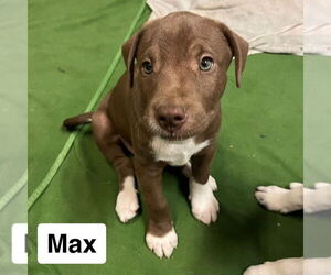 Miniature Schnauzer-Unknown Mix Dogs for adoption in Mooresville, NC, USA