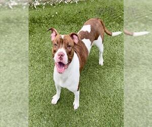 American Bulldog-Unknown Mix Dogs for adoption in Toronto, Ontario, Canada