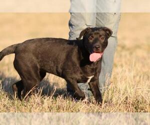Borador Dogs for adoption in Eureka Springs, AR, USA