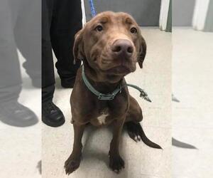 Labrador Retriever Dogs for adoption in Clarkesville, GA, USA