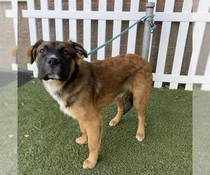 Euro Mountain Sheparnese Dogs for adoption in Modesto, CA, USA