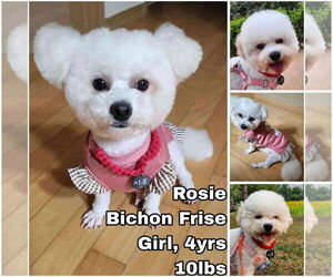 Bichon Frise Dogs for adoption in Seattle, WA, USA