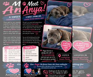 Free-Lance Bulldog Dogs for adoption in Cape May, NJ, USA