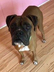 Boxer Dogs for adoption in Winston Salem, NC, USA