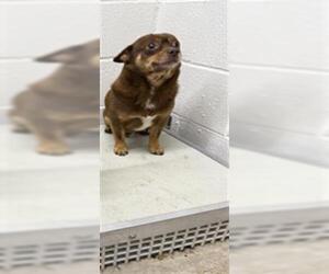 Chihuahua Dogs for adoption in Temple, TX, USA