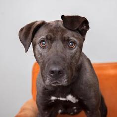 American Staffordshire Terrier Dogs for adoption in Mission Hills, CA, USA
