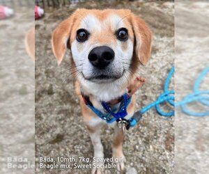 Beagle-Unknown Mix Dogs for adoption in Agoura Hills, CA, USA