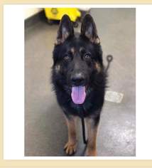 German Shepherd Dog Dogs for adoption in WAUSEON, OH, USA