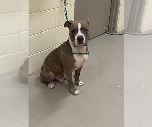 American Pit Bull Terrier Dogs for adoption in Sanford, FL, USA