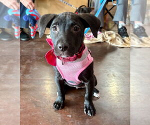 American Staffordshire Terrier Dogs for adoption in Lawrenceville, NJ, USA