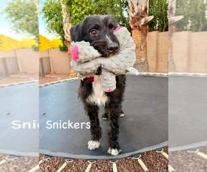 Labrador Retriever-Unknown Mix Dogs for adoption in Cave Creek, AZ, USA