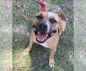 Bulldog-Unknown Mix Dogs for adoption in Williston, FL, USA
