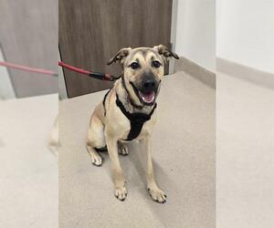 Anatolian Shepherd-German Shepherd Dog Mix Dogs for adoption in Baytown, TX, USA