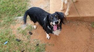 View Ad: Australian Mix Dog for Adoption near Oklahoma, Edmond, ADN-381064