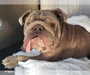 Bulldog-Unknown Mix Dogs for adoption in San Antonio, TX, USA