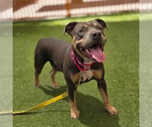 Mutt Dogs for adoption in Las Vegas, NV, USA