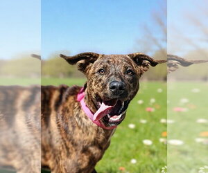 Mountain Cur-Unknown Mix Dogs for adoption in Talladega, AL, USA