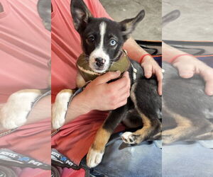 Huskies -Unknown Mix Dogs for adoption in Clarkston, MI, USA