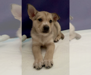 Mutt Dogs for adoption in Dana Point, CA, USA