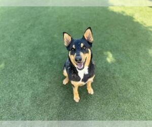 Australian Kelpie Dogs for adoption in Chula Vista, CA, USA