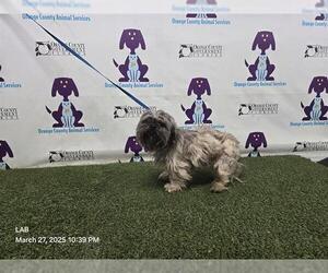 Shih Tzu Dogs for adoption in Orlando, FL, USA
