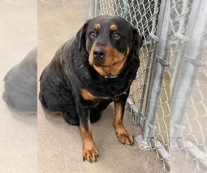 Rottweiler Dogs for adoption in HESPERIA, CA, USA