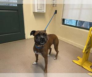 Boxer Dogs for adoption in Pasadena, CA, USA