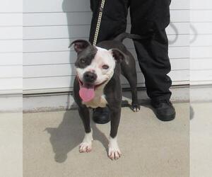 American Pit Bull Terrier Dogs for adoption in Louisville, KY, USA