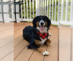 English Shepherd Dogs for adoption in COLUMBIA, MD, USA