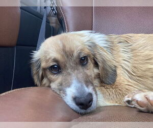 Spaniel-Unknown Mix Dogs for adoption in Aurora, IN, USA