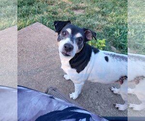 Feist Terrier-Jack Russell Terrier Mix Dogs for adoption in Columbus, IN, USA