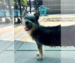 Cairn Terrier-Unknown Mix Dogs for adoption in Sacramento, CA, USA