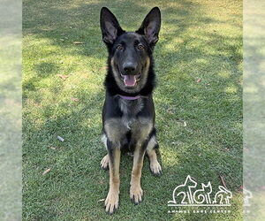 German Shepherd Dog Dogs for adoption in Irvine, CA, USA