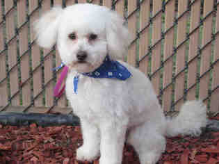 Maltipoo Dogs for adoption in Norco, CA, USA