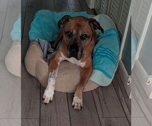 Black Mouth Cur-Unknown Mix Dogs for adoption in Sanford, FL, USA