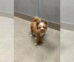 Chihuahua-Unknown Mix Dogs for adoption in Las Vegas, NV, USA