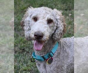 Poodle (Standard) Dogs for adoption in Lee's Summit, MO, USA