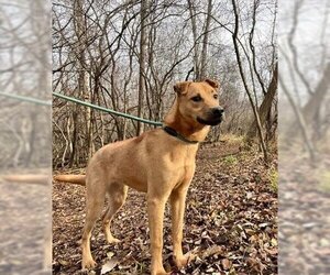 Chinese Shar-Pei-Unknown Mix Dogs for adoption in Peoria, IL, USA