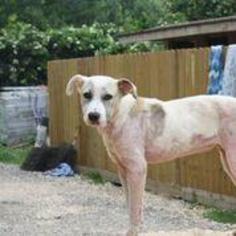 Akita-Labrador Retriever Mix Dogs for adoption in Hankamer, TX, USA