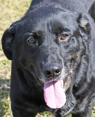 Rottweiler-Unknown Mix Dogs for adoption in Fernandina Beach, FL, USA