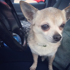 Chihuahua Dogs for adoption in Elizabethton, TN, USA