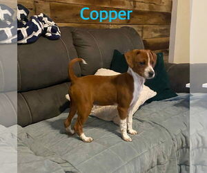 Jack-A-Bee Dogs for adoption in Fenton, MO, USA