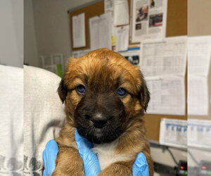 Jack Russell Terrier-Rhodesian Ridgeback Mix Dogs for adoption in Bolivar, MO, USA