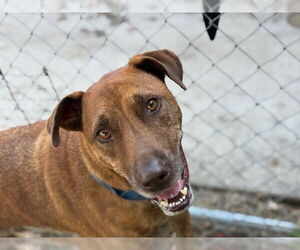American Pit Bull Terrier-Unknown Mix Dogs for adoption in Tulsa, OK, USA