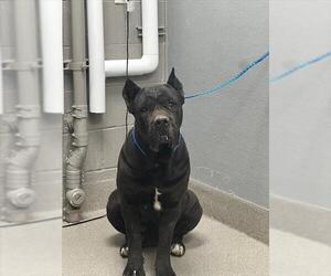 Mutt Dogs for adoption in Las Vegas, NV, USA