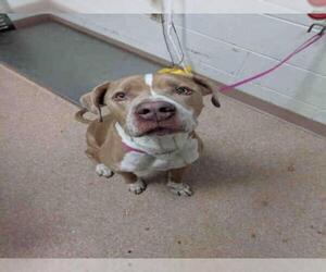 Staffordshire Bull Terrier Dogs for adoption in Saginaw, MI, USA
