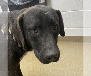 Labrador Retriever Dogs for adoption in Rockaway, NJ, USA